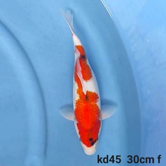 Showa Tategoi female 30cm