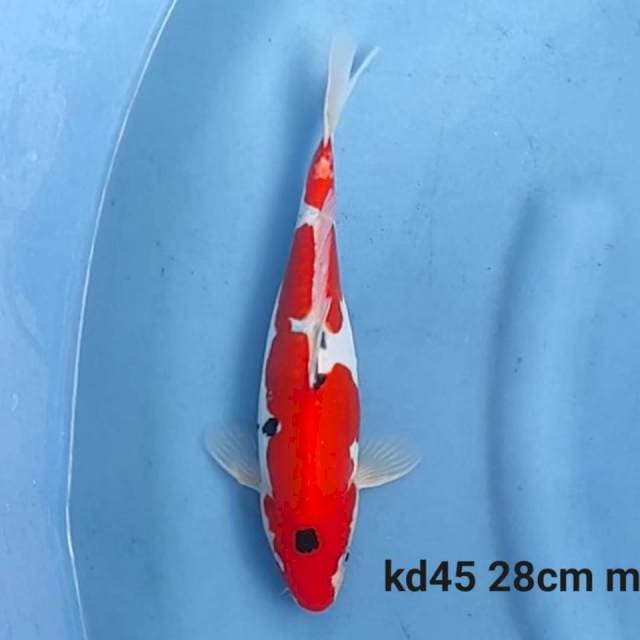 doitsu sanke male 28cm