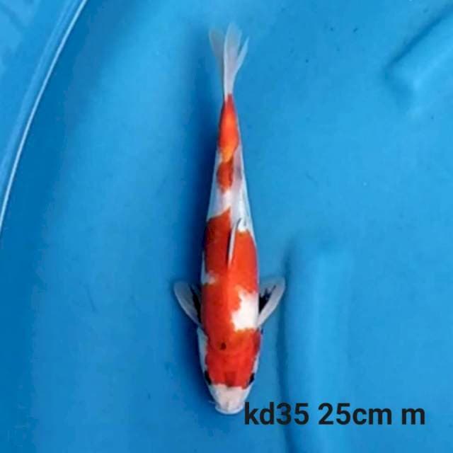 Showa Tategoi 25cm Male