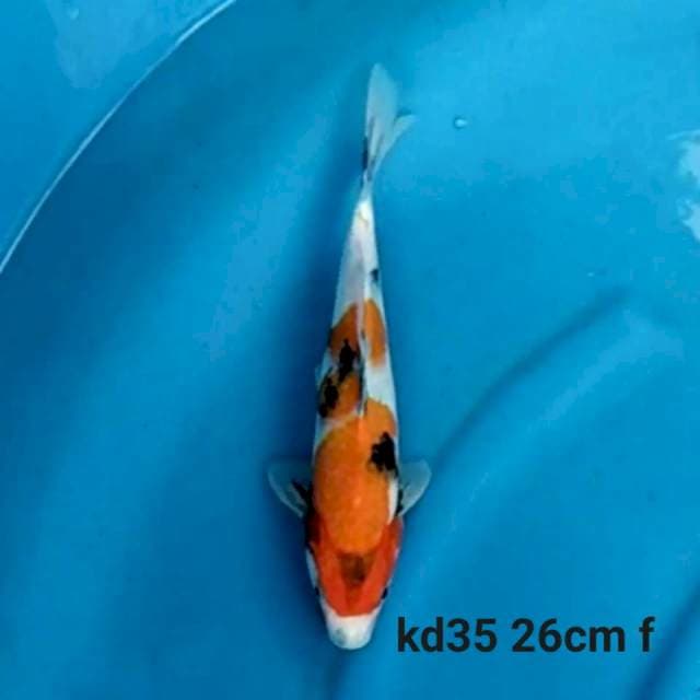 Showa Tategoi Female 26cm