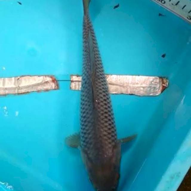 Soragoi..29cm