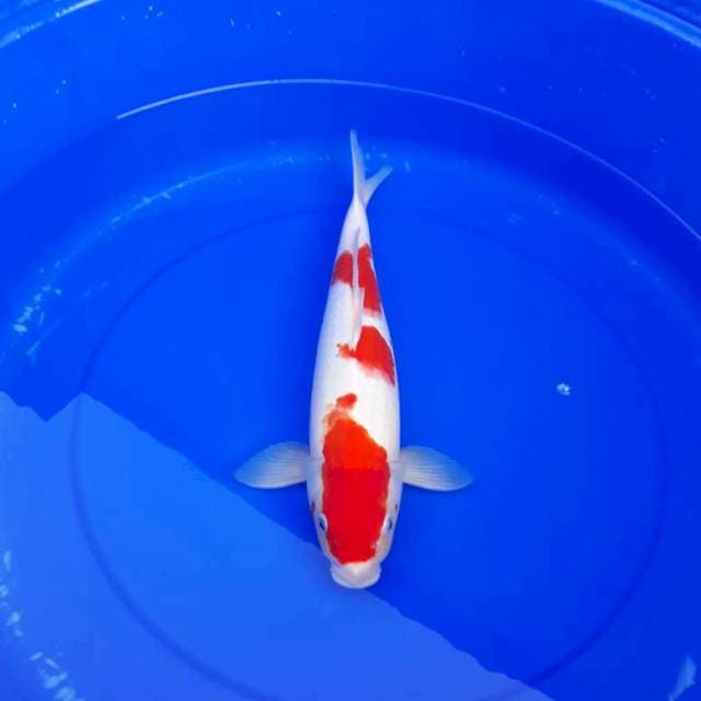 Kohaku