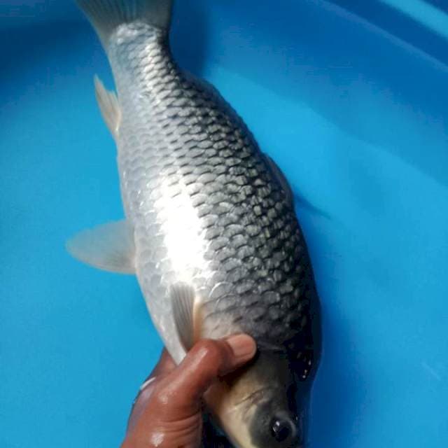 Black soragoi punuk