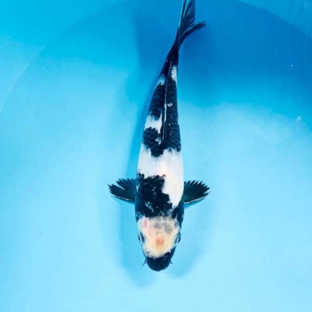 Shiro, 25 cm