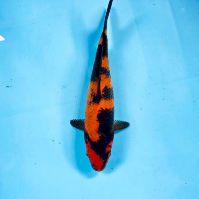 Hi Utsuri, 20 cm