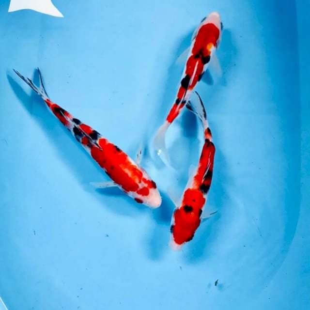 Mix Koi, 20-25 cm