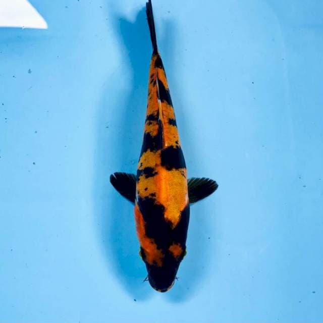 Hi Utsuri Doitsu, 19 cm