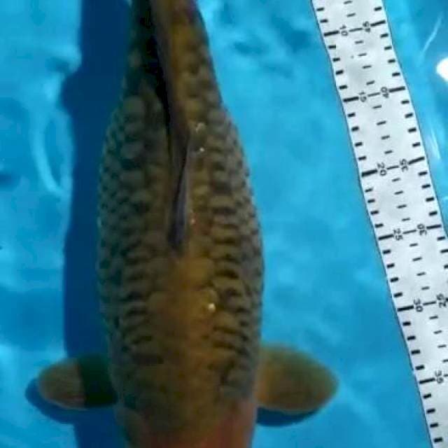 CHAGOI SISIK NAGA