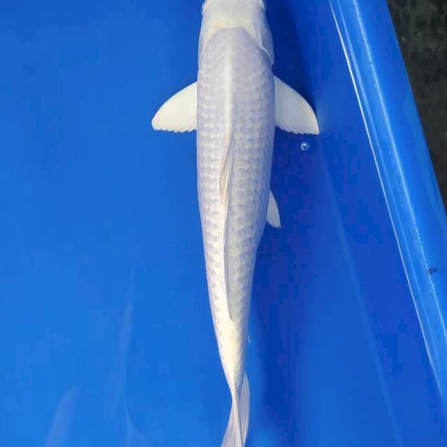 Platinum 36 cm