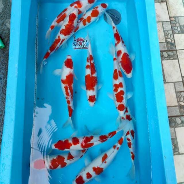 11 ekor kohaku 35-40bu