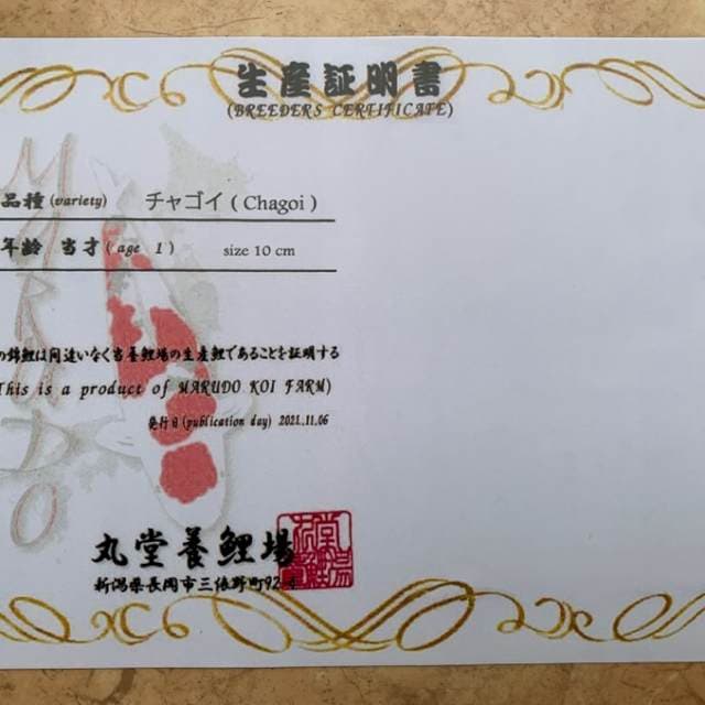 1 CHAGOI IMPORT MARUDO
