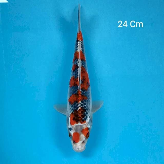 Goshiki 24 Cm