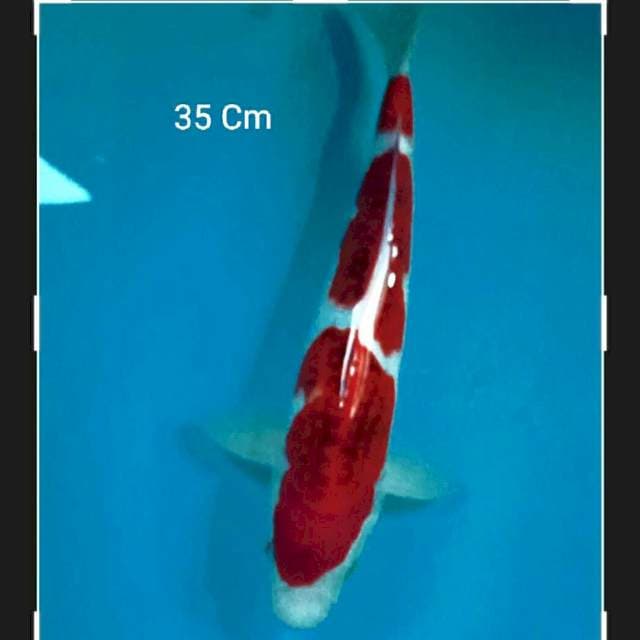 Ai Goromo 35 Cm
