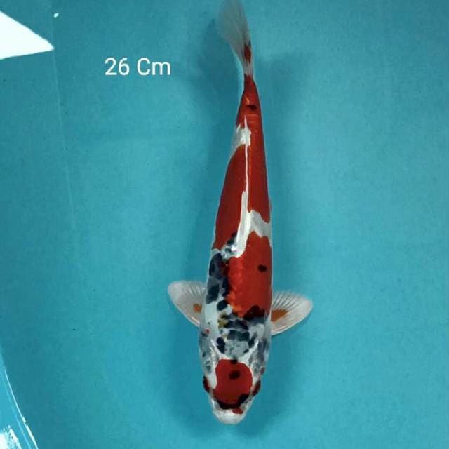 F1 Beni Kumonryu 24 Cm