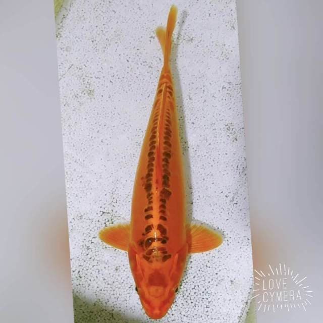 Misuo 36cm