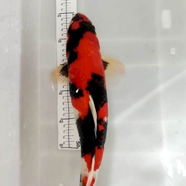 showa 42 cm