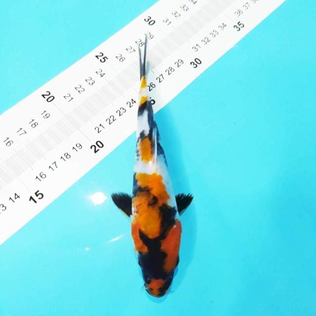 Showa 17cm