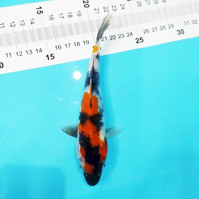 Showa 18cm