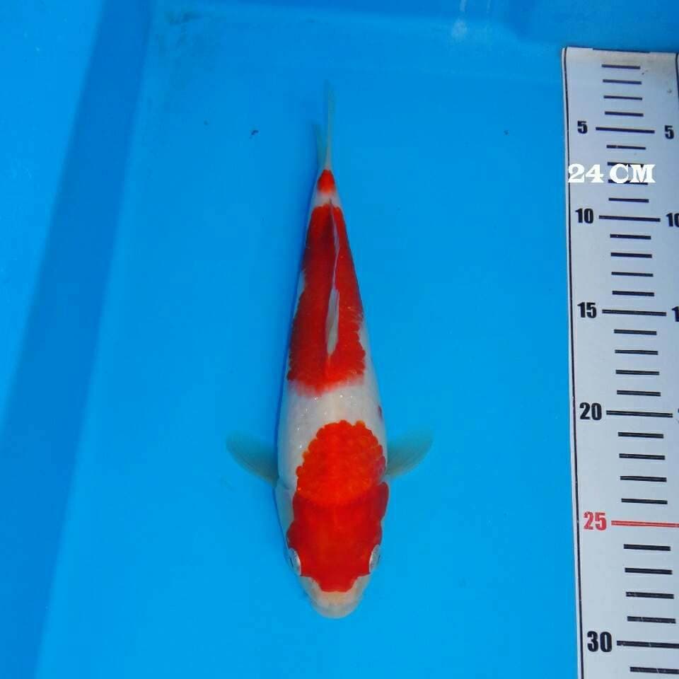 Kohaku Island Quality Bakat Jumbo