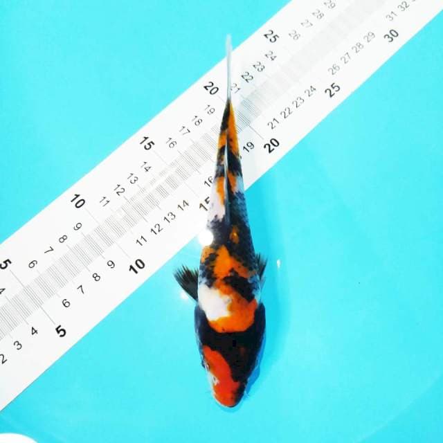 Showa 19cm