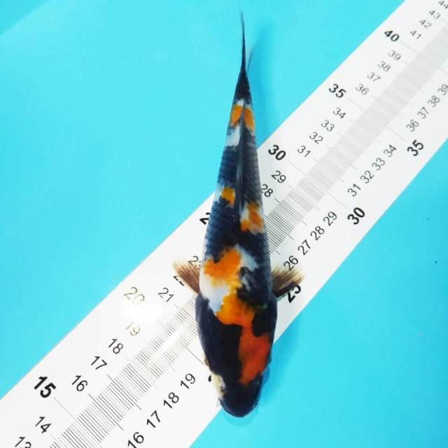 Showa 19cm
