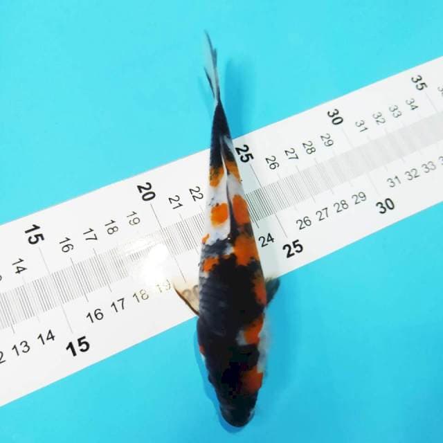 Showa 19cm
