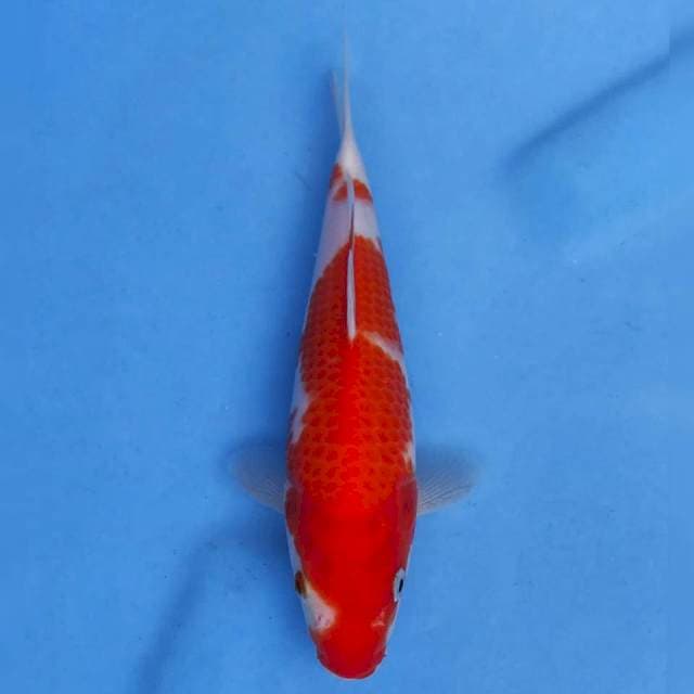 Ogata Kohaku