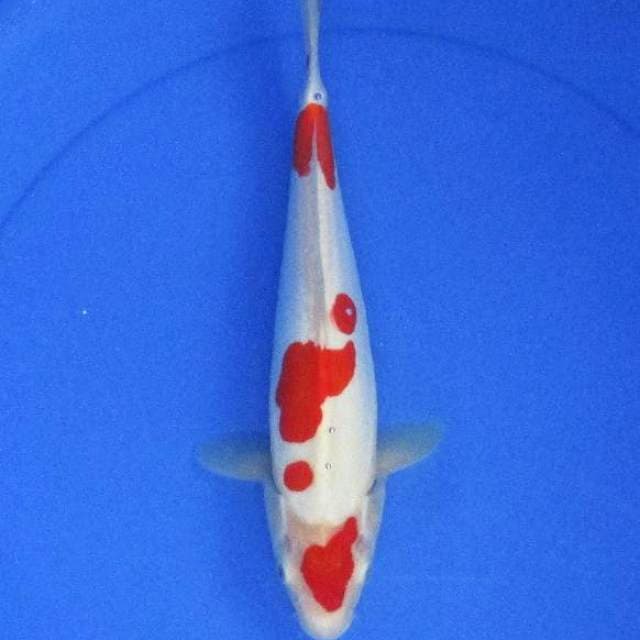 Doitsu kohaku ±32cm hq