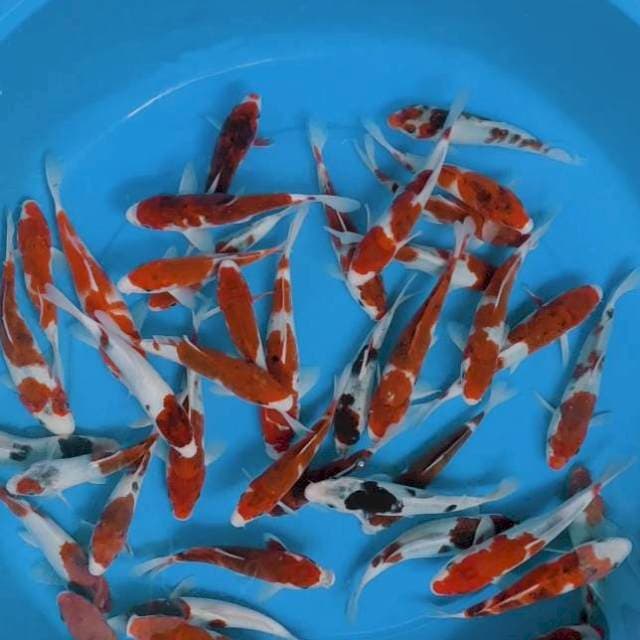 Goromo 40 ekor