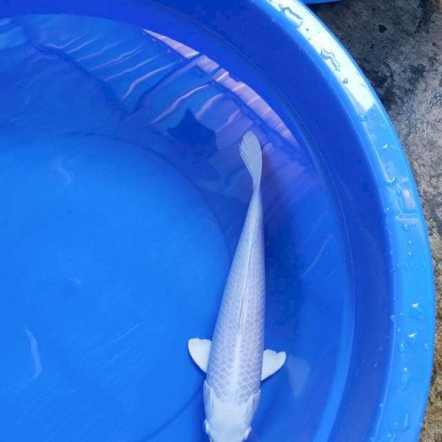 Platinum 39 cm