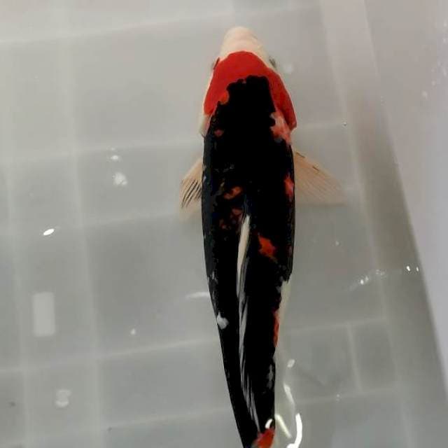 showa 43 cm