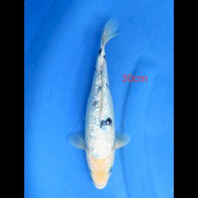 Beko ginrin 30cm