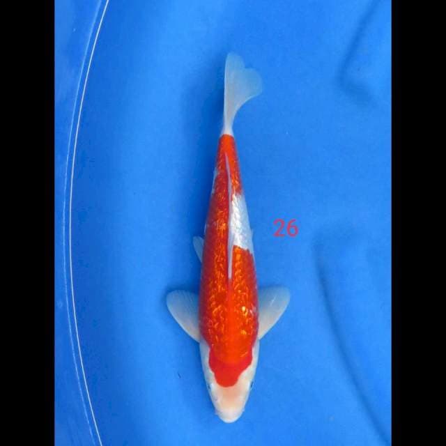 Kohaku ginrin 26cm