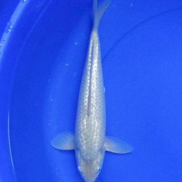 Soragoi ginrin ±35cm bulky