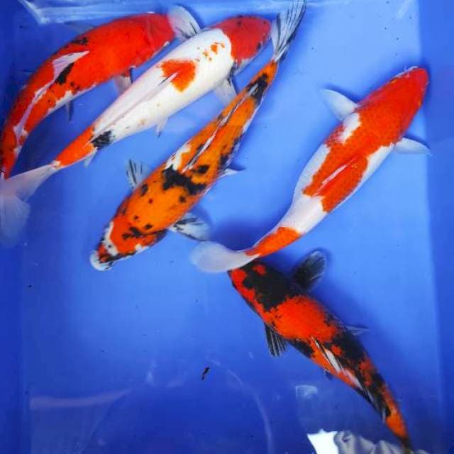 MIX KOHAKU SHOWA