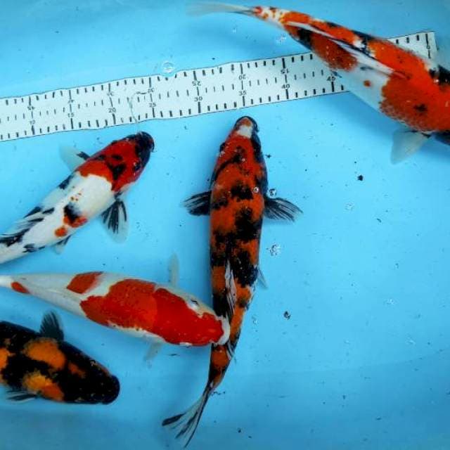 MIX SHOWA KOHAKU