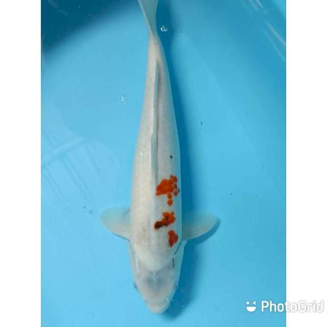 Ai goromo 41 cm