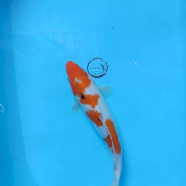 Sanke 31 cm