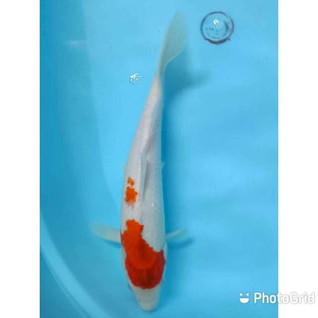 Kohaku 34 cm