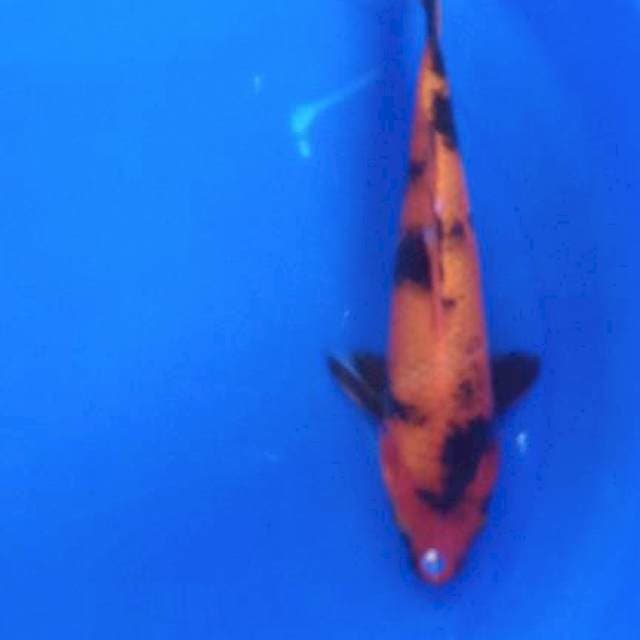 Hiutsuri 26cm