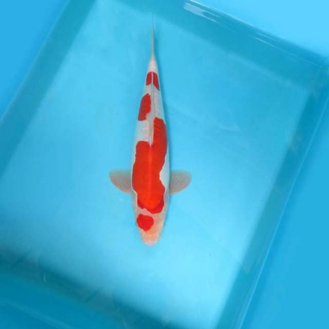 HANA 4 - MARUTEN KOHAKU DOITSU,-