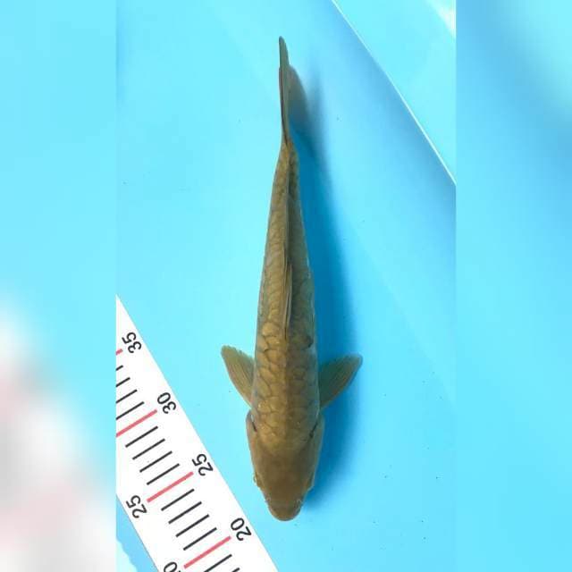 midori aragoke 32cm