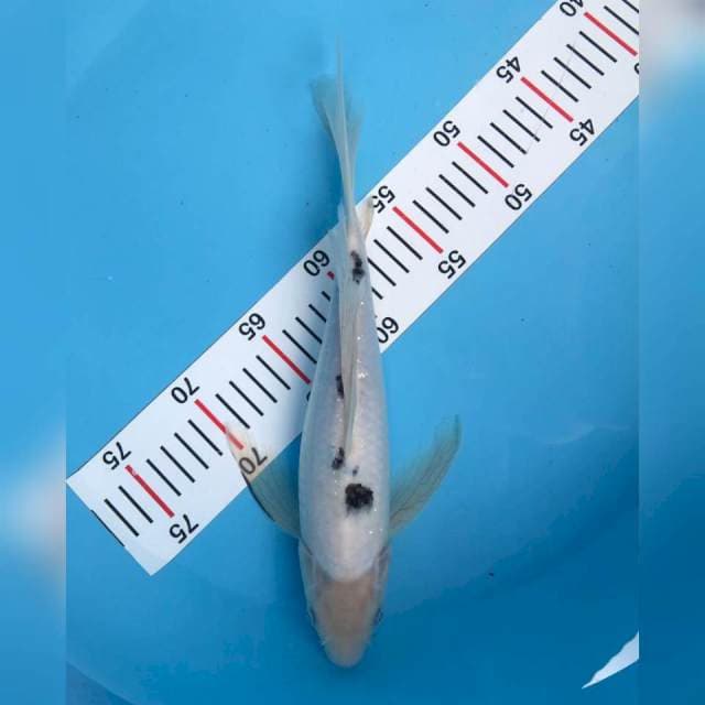 bekko slayer 33cm