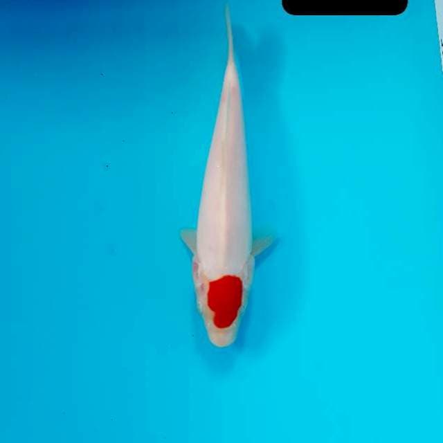 Tancho ori 18 cm