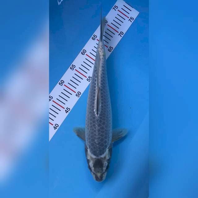 RARE limited edition male 42cm