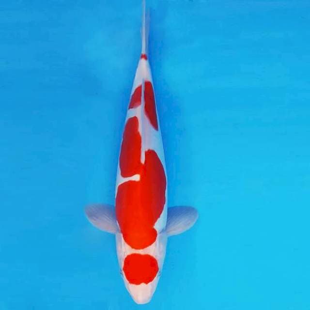 MATSURI 16 ~ MARUTEN KOHAKU DOITSU ™