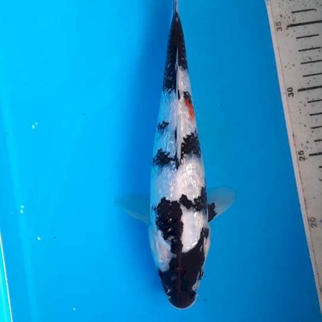 Shiro ginrin 25cm