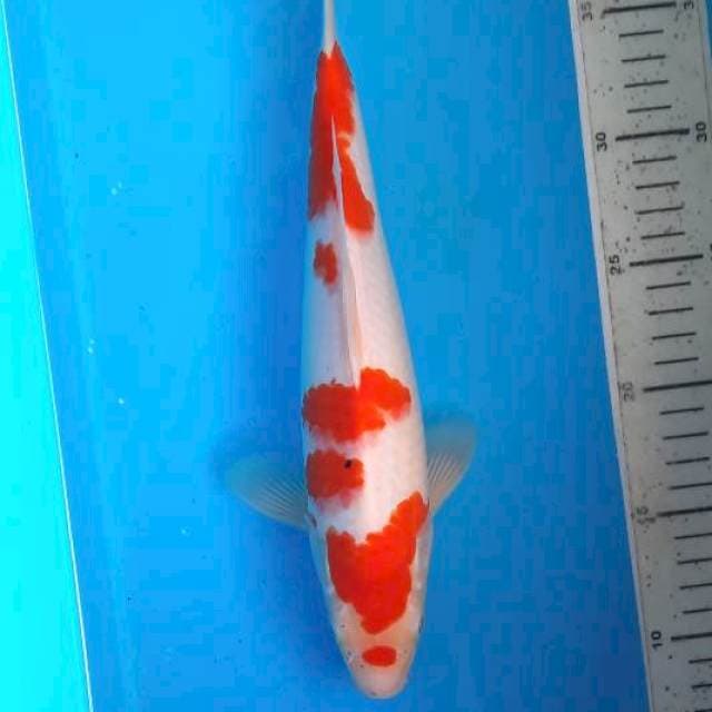 Kohaku 31cm