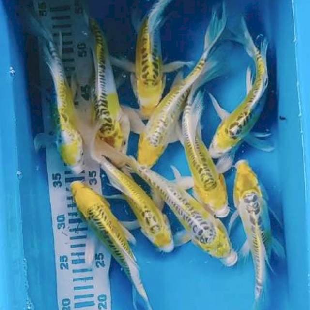Kumpay hikarimono 25bu 10elor