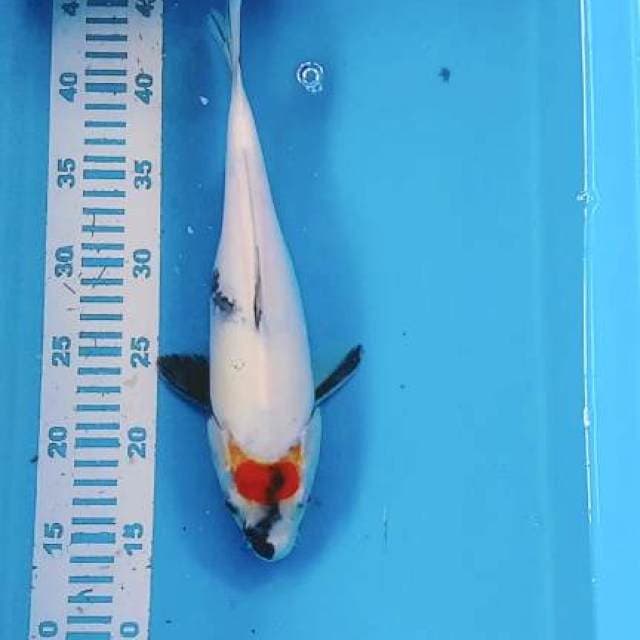 Tc sowa 32cm